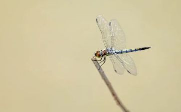 《蜻蜓》作文模板5篇