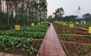 买菜的活动教案8篇