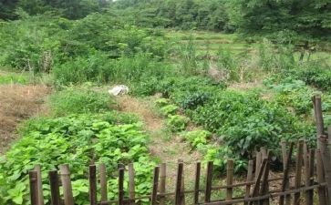 中班科学蔬菜汁教案5篇