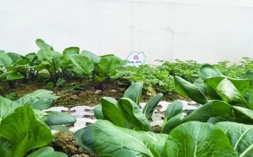 幼儿园蔬菜汁教案通用8篇