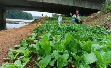 买菜教案8篇