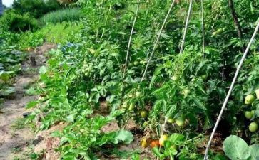 逛菜园教案优质5篇