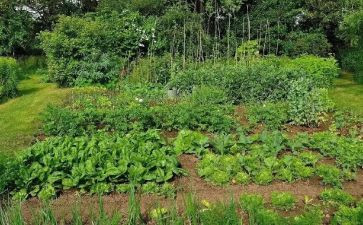 外婆的菜园作文优秀5篇