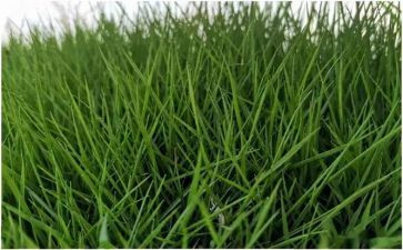 蒙草公司观后感7篇