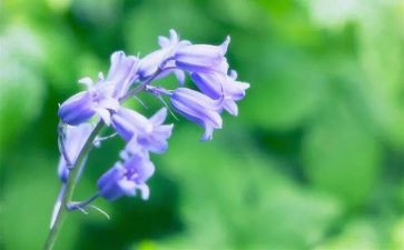 藏草青春观后感模板5篇