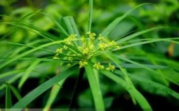 一颗小草作文7篇