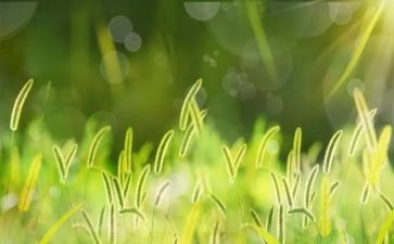 去草原读后感优质8篇