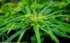 一颗小草作文7篇