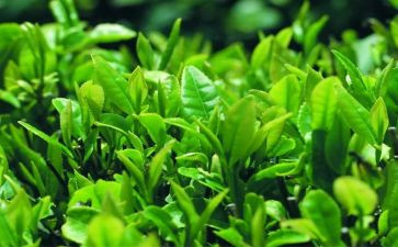 茶的培训总结精选6篇