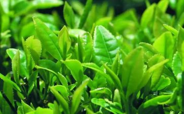 茶的培训总结推荐8篇