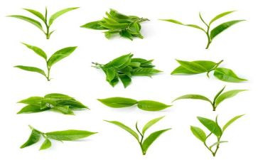 关于茶的幼儿教案精选5篇
