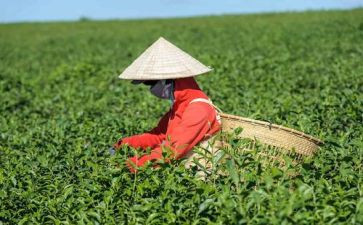 茶的心得体会100字优质8篇