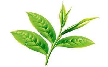 茶的培训总结最新5篇