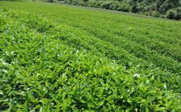 茶的心得体会1000字最新8篇