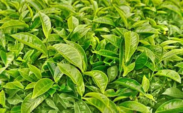 茶的心得体会100字8篇