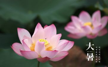 大暑节气的教案5篇