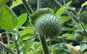 禁毒方案模板7篇