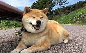 青狗读后感600字5篇