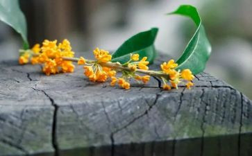 桂花秋天的作文模板8篇