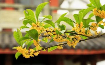 赏桂花作文8篇