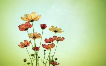 朝花夕拾每章读后感8篇