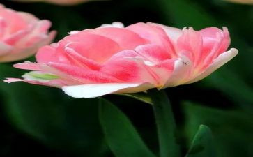 朝花夕拾读后感800字6篇