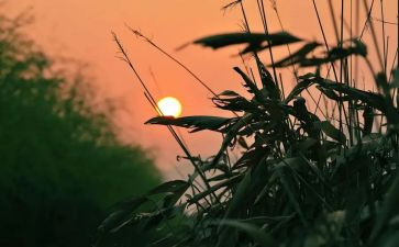 《秋天的怀念》读后感6篇