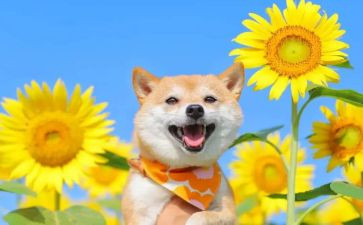 读书的快乐演讲稿通用6篇