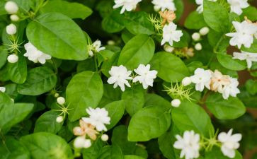 爱如茉莉读后感5篇