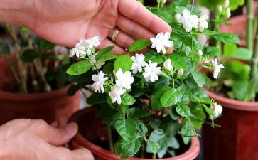 茉莉花优秀作文6篇