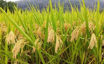 幼儿园节约粮食活动总结5篇