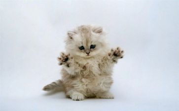 《猫》优秀教案最新8篇