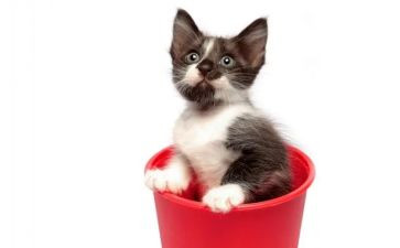 猫捉老鼠的教案6篇