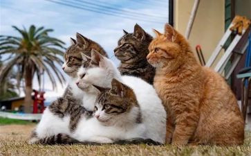 15猫读后感推荐6篇