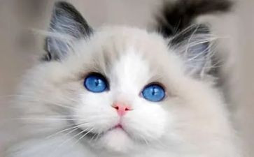 关于猫的读后感优质6篇