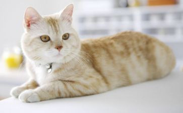 《龙猫》观后感300字7篇