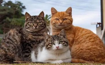 写小猫的作文200字模板5篇
