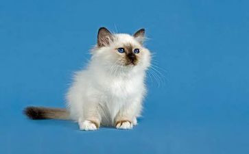 读了老舍的猫的读后感200字6篇