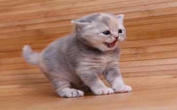 救助猫的作文5篇