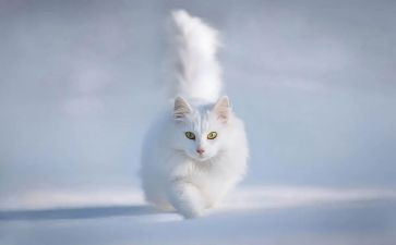 校园的猫演讲稿800字5篇