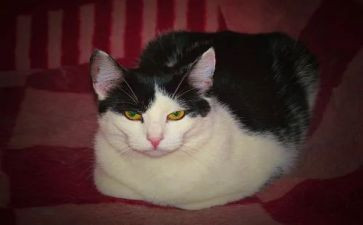 读老舍的猫读后感5篇