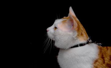 作文关于猫的调查报告推荐8篇