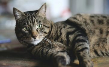 《龙猫》观后感400字5篇