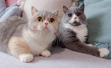 《猫》优秀教案模板5篇