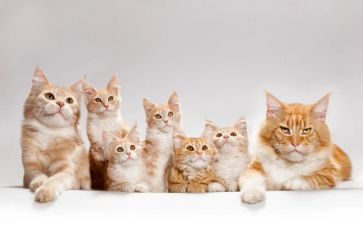 猫培训心得通用8篇