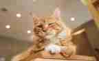 15猫读后感精选5篇