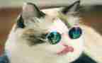 孤独的猫作文最新6篇