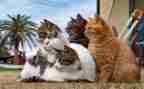 15猫读后感推荐6篇