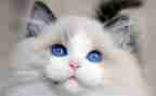 作文关于猫的调查报告6篇