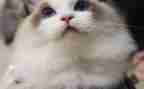 猫活动策划方案模板通用8篇